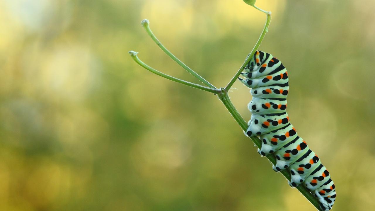 20130923-brest-les4pompes-chenille_du_machaon-1_0